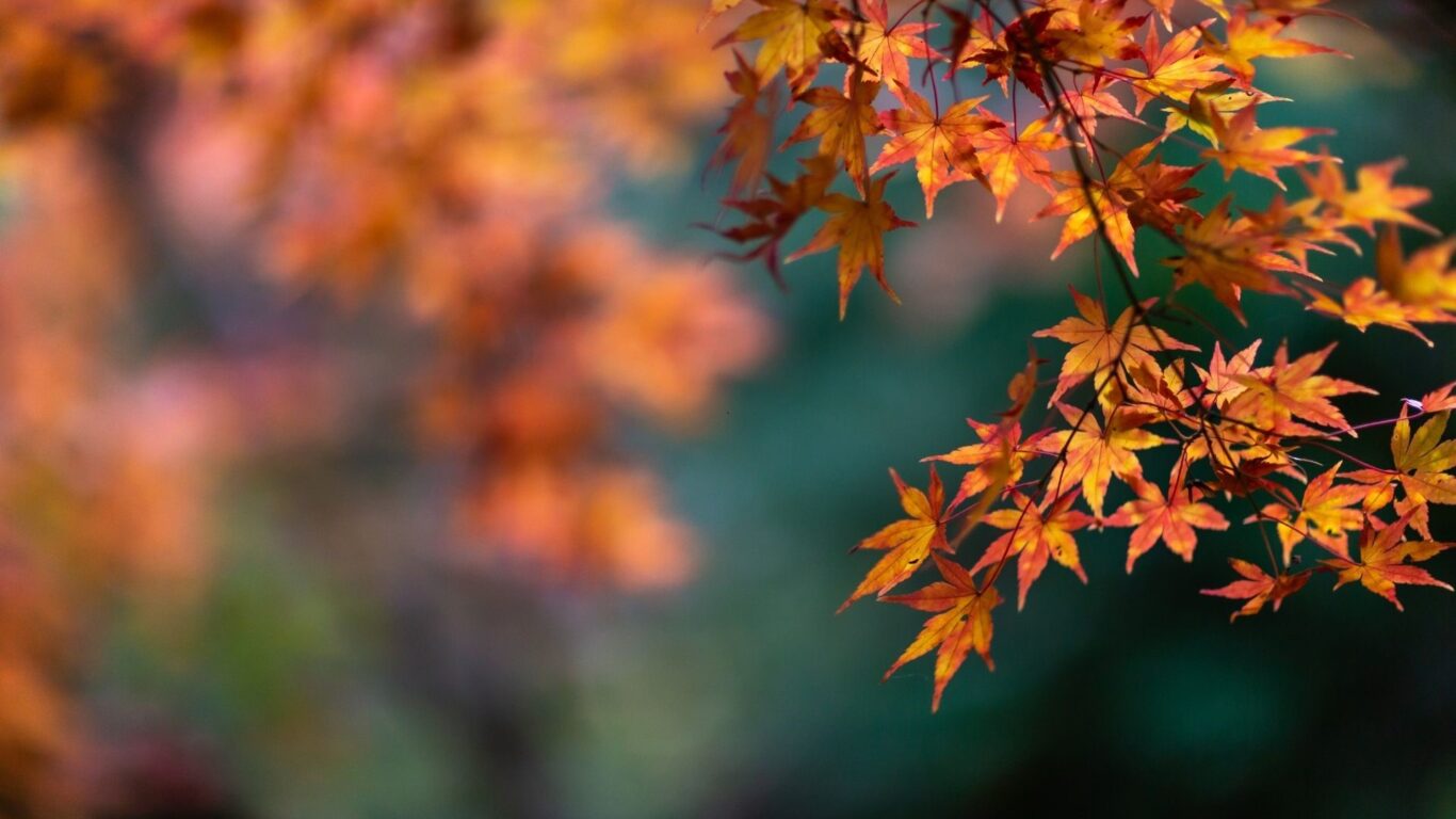 Autumn